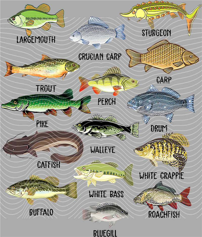 Fishing Series-DY 117